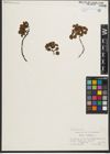 Foto von Salix herbacea L.